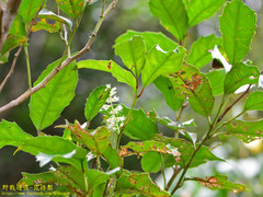 Itea