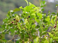 Vaccinium wrightii