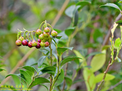 Vaccinium wrightii