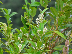 Itea