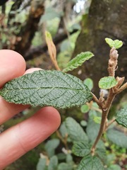 Pomaderris apetala maritima