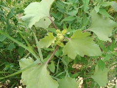 Xanthium orientale riparium