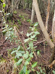 Pomaderris apetala maritima