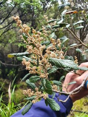 Pomaderris apetala maritima