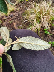 Pomaderris apetala maritima