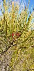 Allocasuarina striata