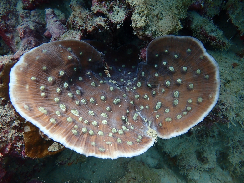 Mycedium elephantotus