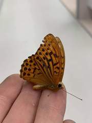 Argynnis paphia