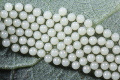 Creatonotos transiens