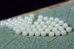 Creatonotos transiens