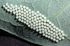 Creatonotos transiens