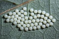 Creatonotos transiens