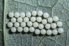 Creatonotos transiens