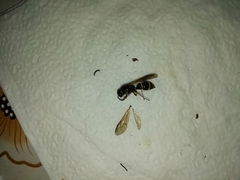 Ancistrocerus gazella