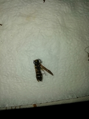 Ancistrocerus gazella