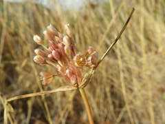 Image of Allium longispathum