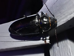 Archodontes melanopus