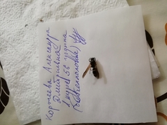 Ancistrocerus gazella