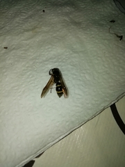 Ancistrocerus gazella