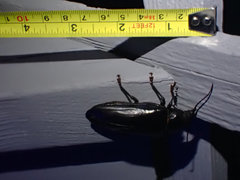 Archodontes melanopus