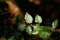 Viburnum parvifolium