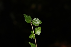Viburnum parvifolium