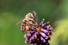 Apis mellifera