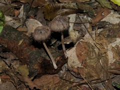 Fungi