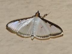 Cydalima pfeifferae