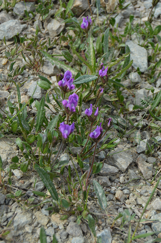 Oxytropis mertensiana