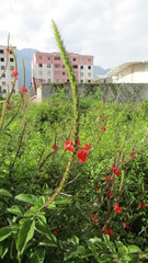 Stachytarpheta mutabilis