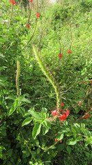 Stachytarpheta mutabilis