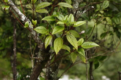 Viburnum propinquum