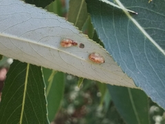 Euura proxima