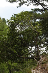 Viburnum propinquum