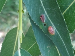 Euura proxima