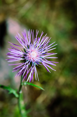 Galactites tomentosus