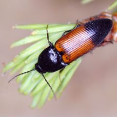 Ampedus balteatus