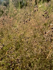 Gypsophila paniculata