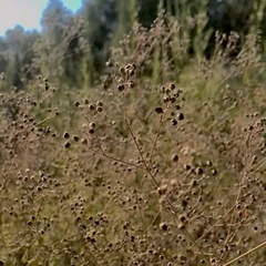 Gypsophila paniculata