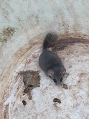 Graphiurus