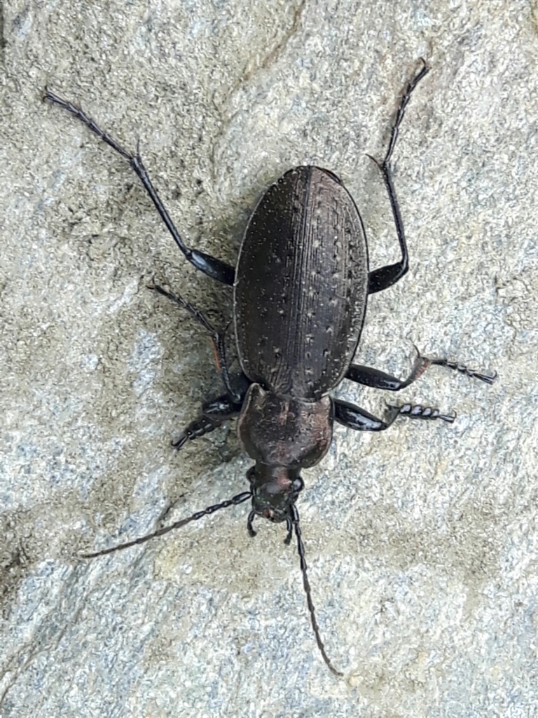 Carabus fairmairei
