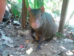 Dasyprocta fuliginosa