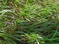 Erebia epiphron