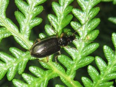Notagonum