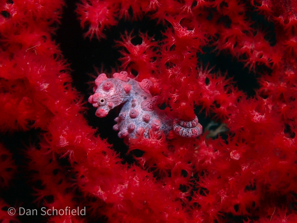 Bargibant's pygmy seahorse on red sea fan, eye and snout visible