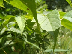 Psyllobora vigintiduopunctata