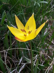 Tulipa sylvestris australis
