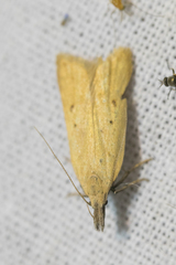 Dichomeris limosellus