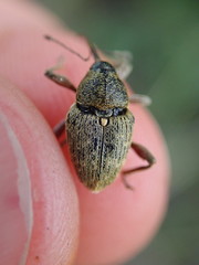 Curculio nucum